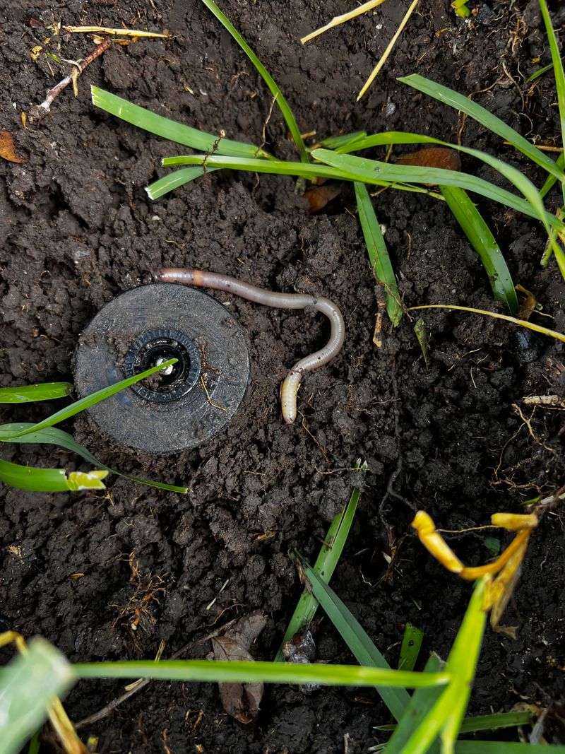 Watch For Worm Activity After Rain