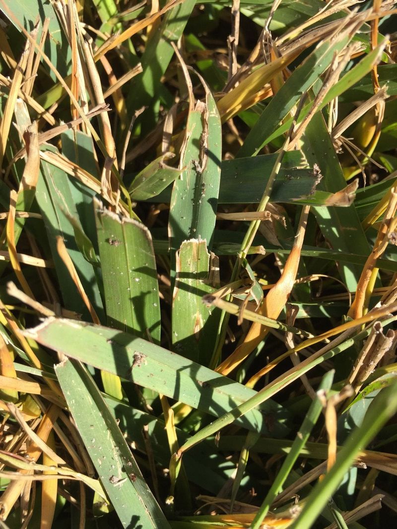 Watch For Yellow, Brown, Or Burnt-Reddish Patches