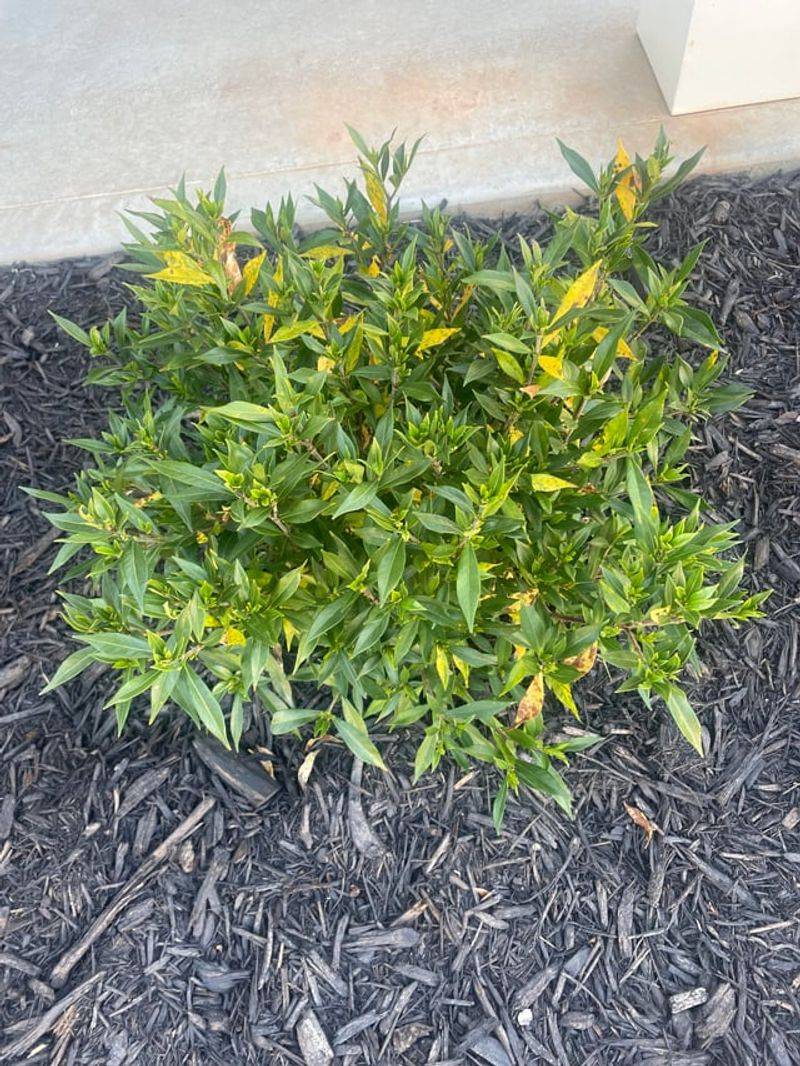 Watch For Yellow Leaves And Nutrient Issues