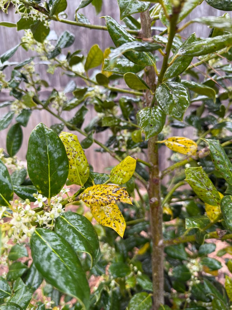 Watch For Yellow Spots On Leaves