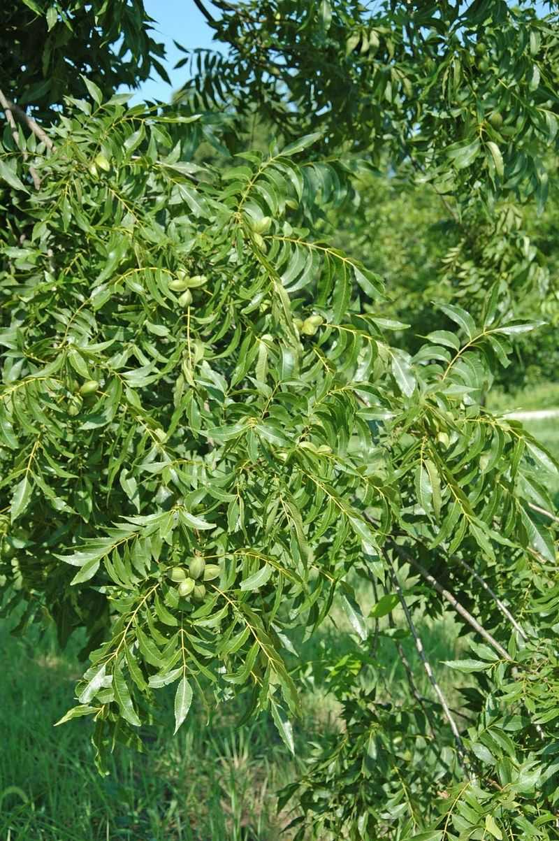 Watch Heavy Crop Loads Shed More Watch Heavy Crop Loads Shed More