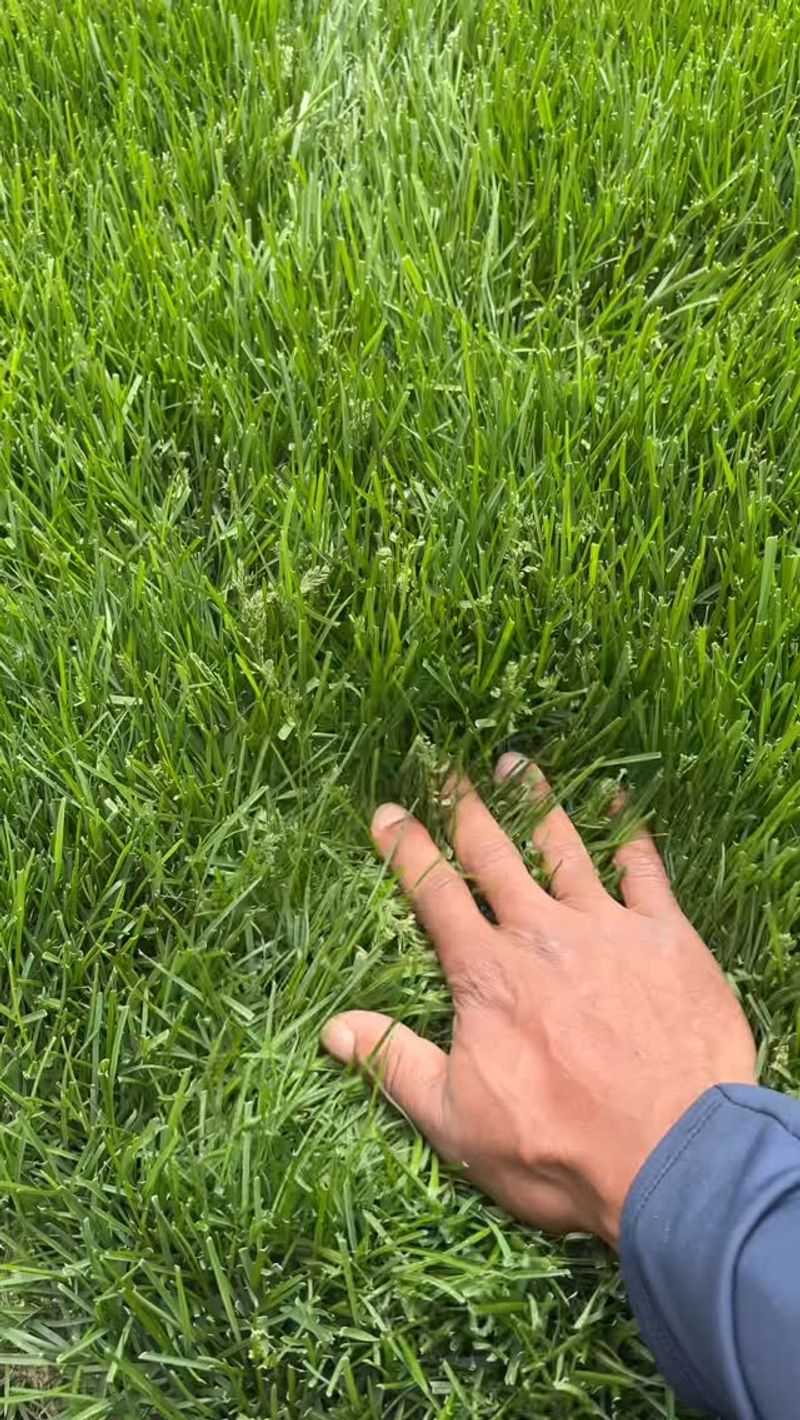 Watch How Long The Grass Stays Wet Watch How Long The Grass Stays Wet