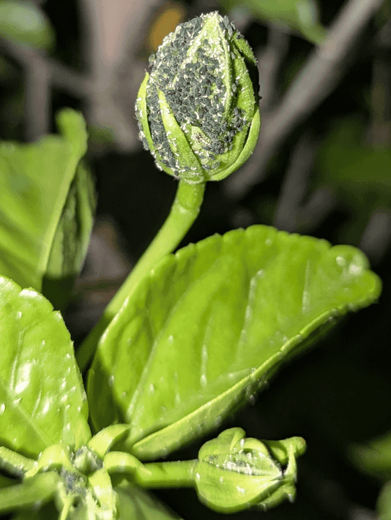 Watch Leaves For Common Garden Pests Watch Leaves For Common Garden Pests