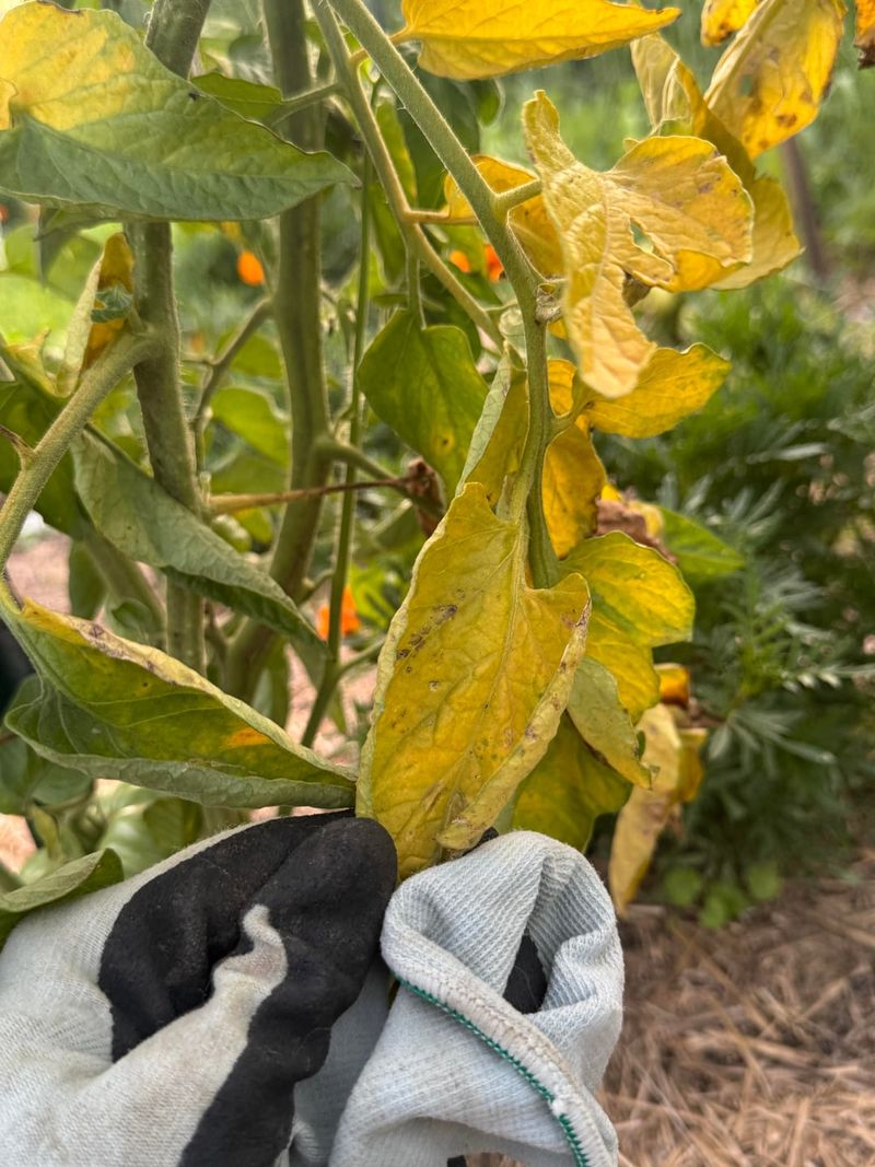 Watch Lower Leaf Yellowing With Verticillium Watch Lower Leaf Yellowing With Verticillium