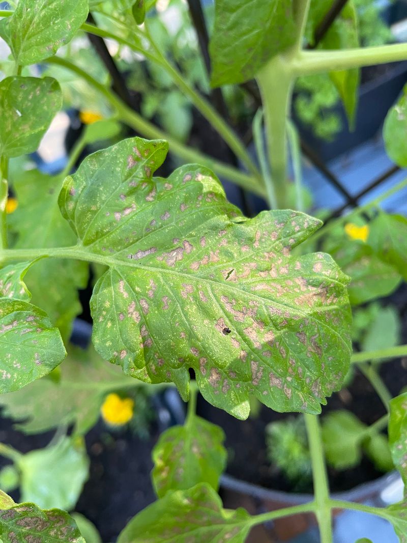 Watch Lower Leaves For The First Disease Symptoms Watch Lower Leaves For The First Disease Symptoms