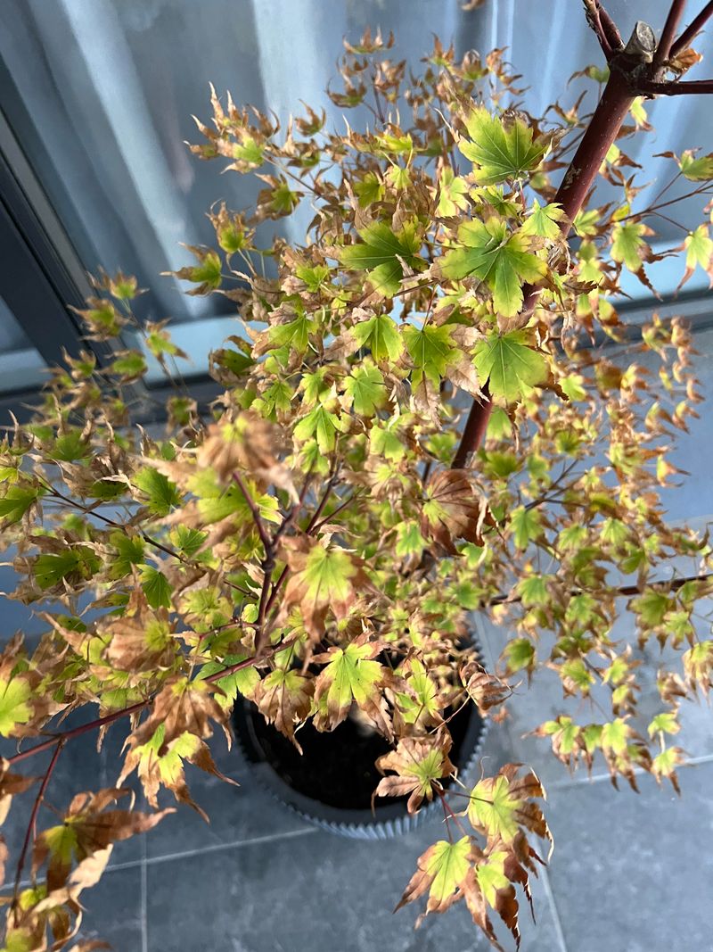 Watch Newly Planted Maples More Closely Watch Newly Planted Maples More Closely