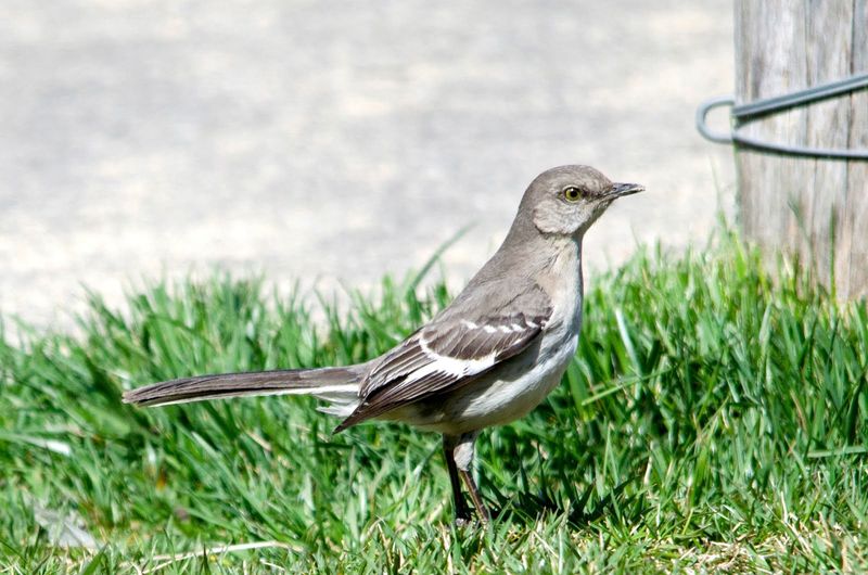 Watch Open Lawn Where Insects Are Moving Watch Open Lawn Where Insects Are Moving