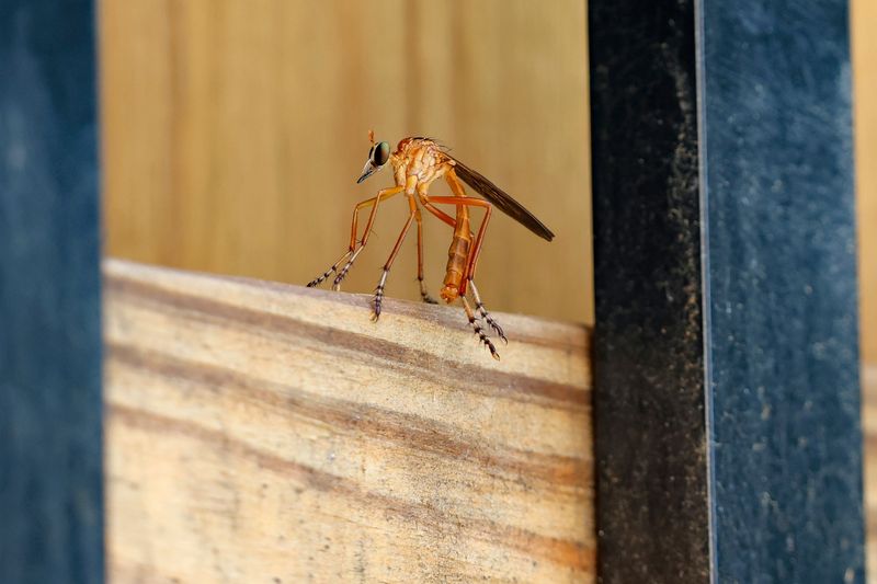 Watch Perches For Sudden Hunting Flights Watch Perches For Sudden Hunting Flights