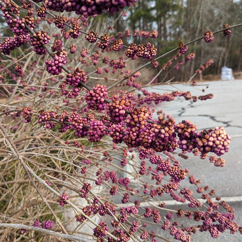 Watch Purple Clusters Form Through Late Summer Watch Purple Clusters Form Through Late Summer