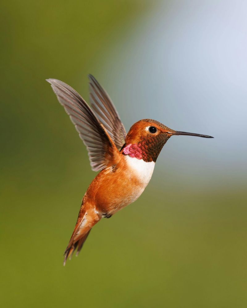 Watch Rufous Hummingbirds Start Moving South