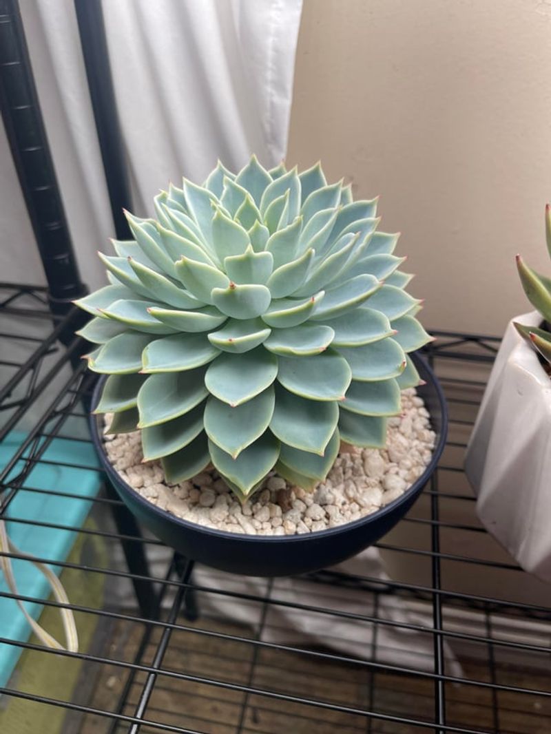 Watch Succulents Before Adding More Water