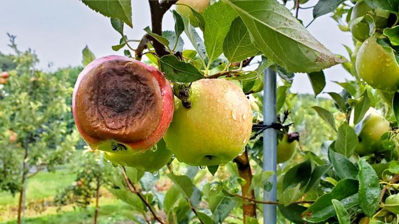 Watch Susceptible Apple Varieties Closely