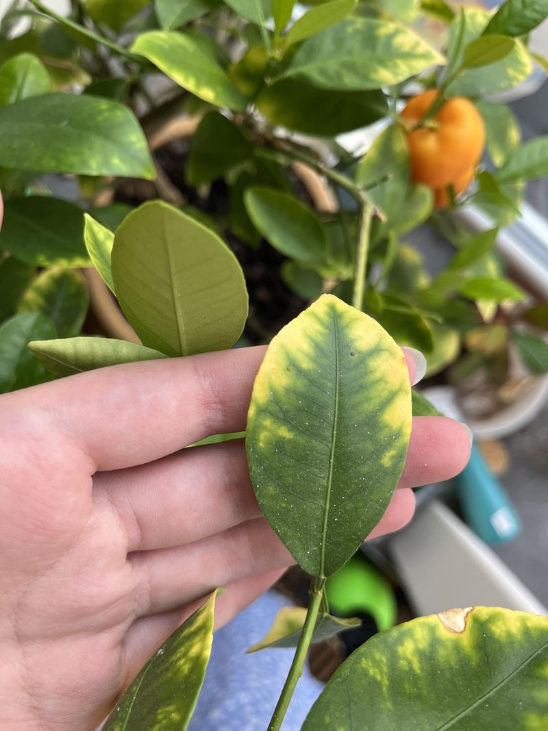 Watch The Leaves Before Adding More Fertilizer