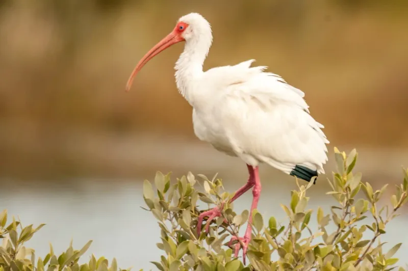 Watch White Ibis Probe Rain-Soaked Soil