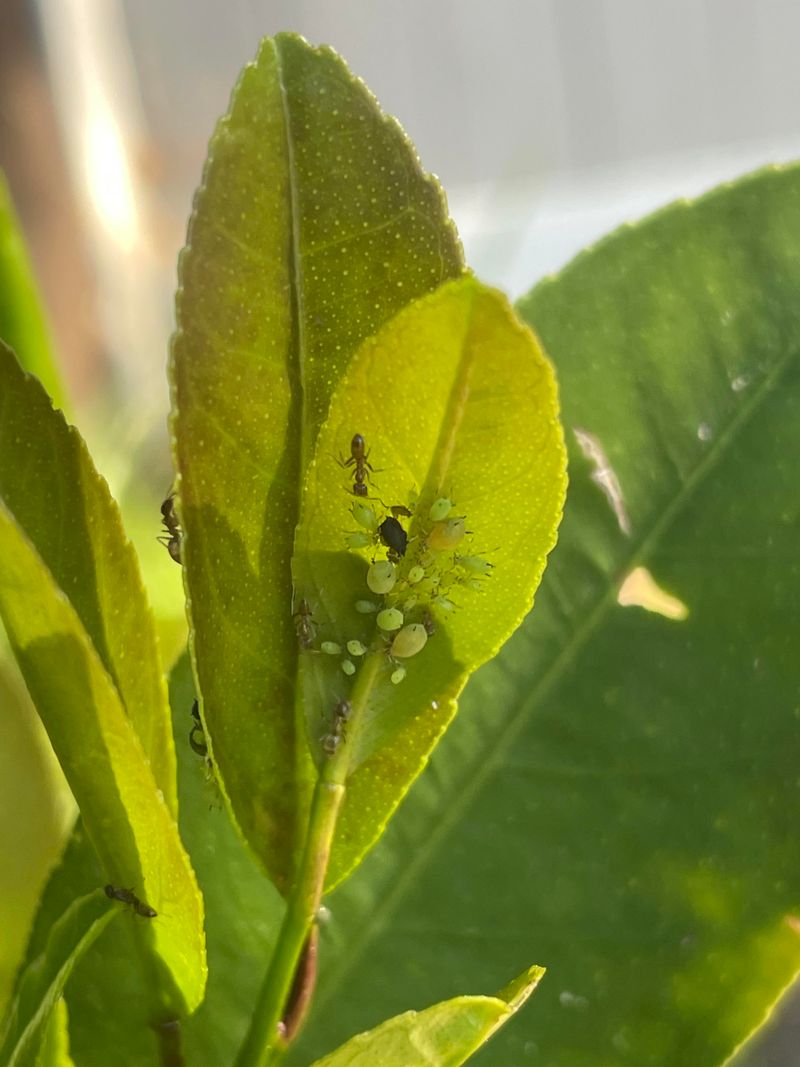 Watching For Aphids Hiding Under Curled Leaves Watching For Aphids Hiding Under Curled Leaves