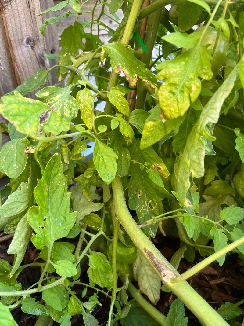 Watching For Early Signs Of Blight Watching For Early Signs Of Blight