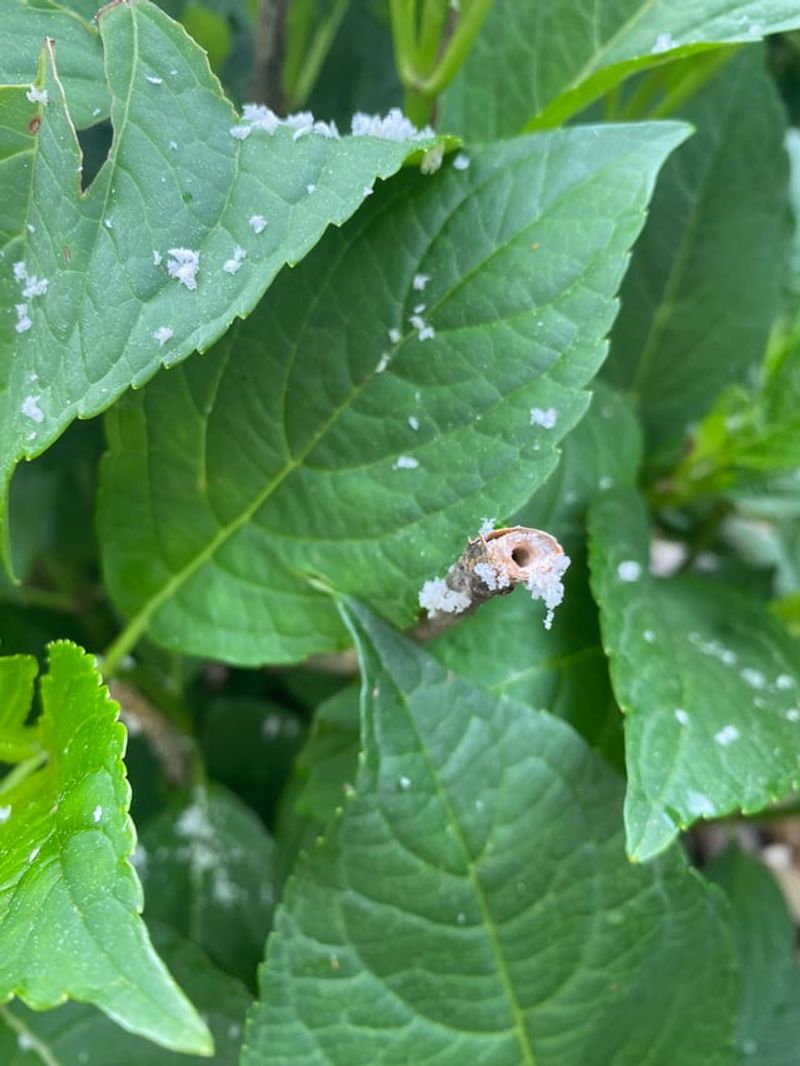 Watching For Pests Drawn To Stressed Growth Watching For Pests Drawn To Stressed Growth