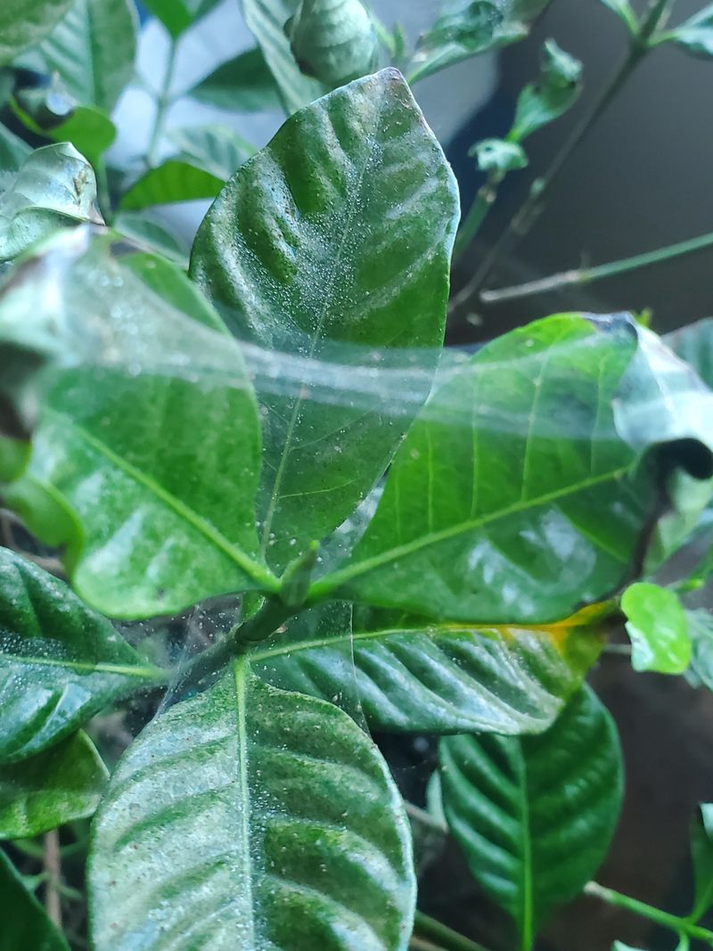 Watching For Spider Mites In Hot Dry Weather