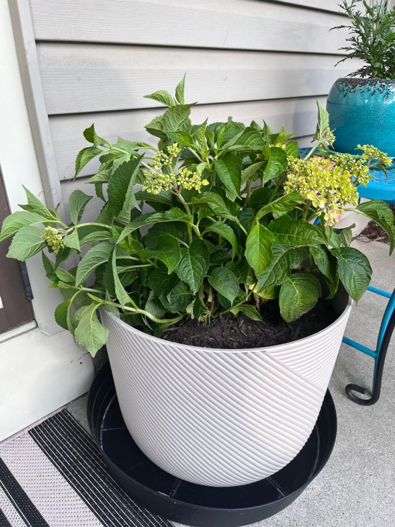Watching Potted Hydrangeas Dry Out Extra Fast