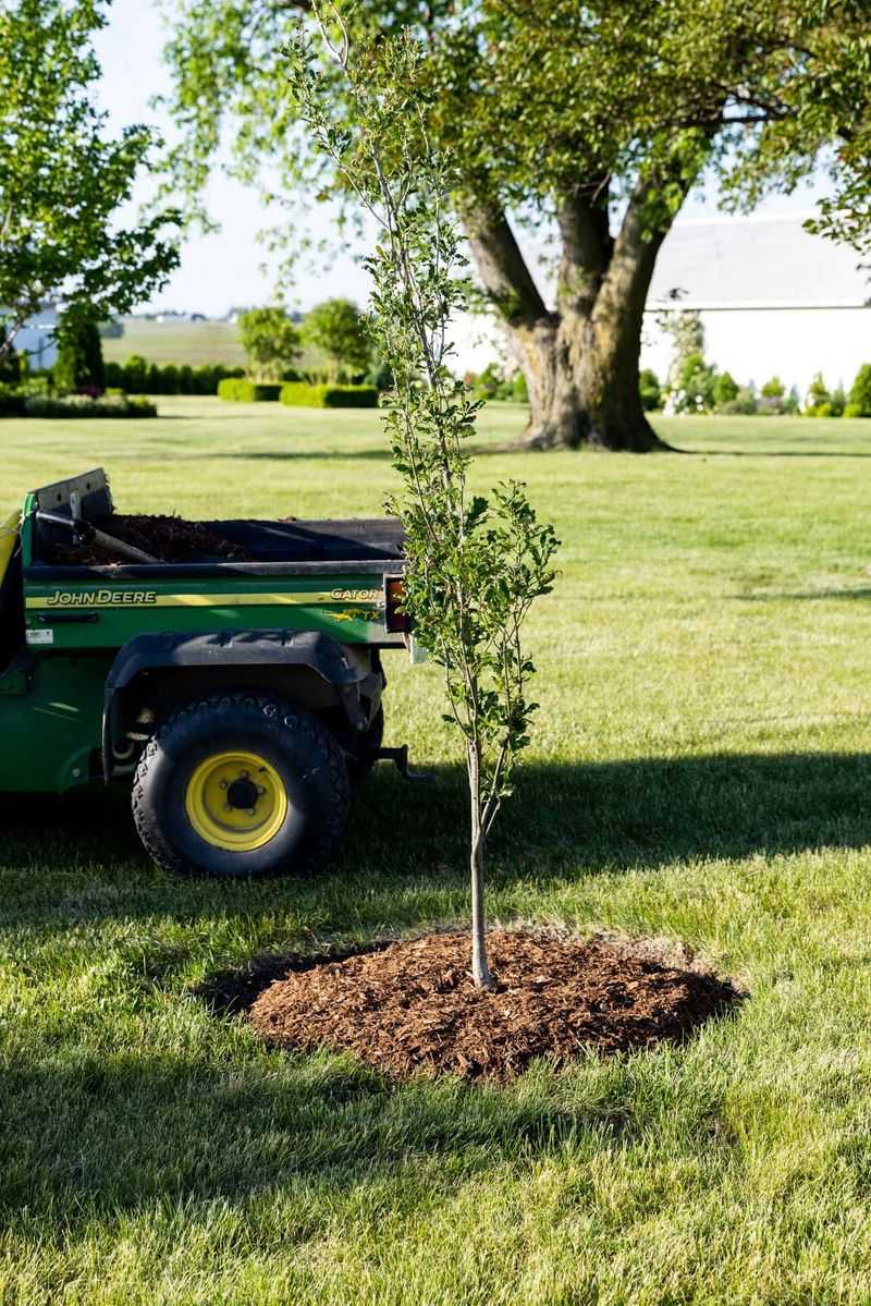 Water And Mulch May Matter More