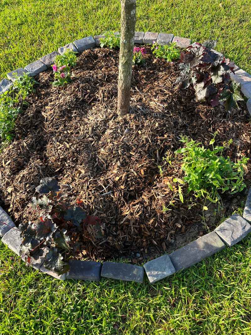 Water And Mulch To Support Root Recovery Water And Mulch To Support Root Recovery