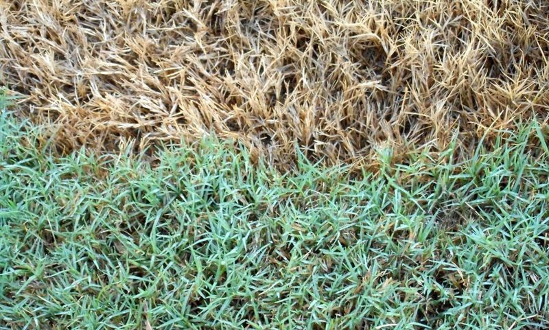 Water Can Struggle To Reach The Soil Below