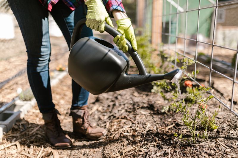 Water Deeply Before Replacing Any Disturbed Mulch Water Deeply Before Replacing Any Disturbed Mulch