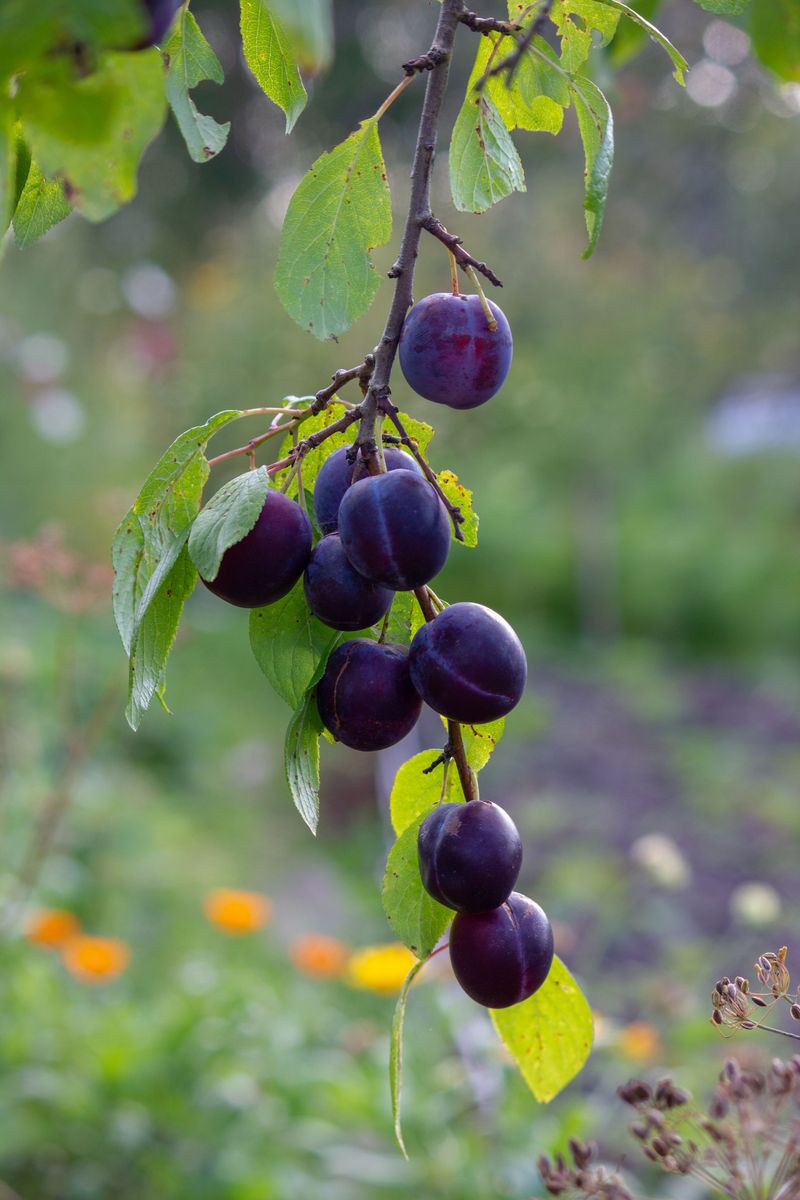 Water Deeply During The Growing Season
