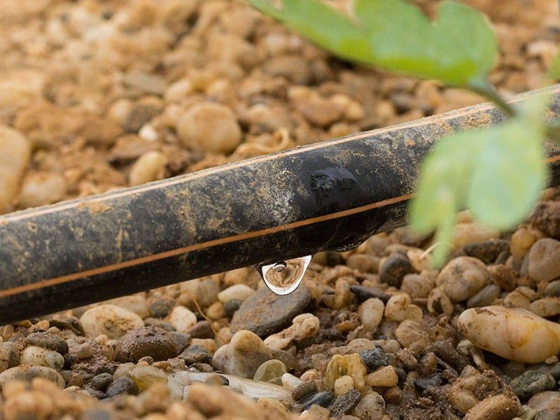 Water Deeply Enough To Reach The Shrub's Root Zone
