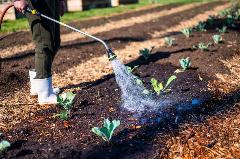 Water Deeply To Establish Seedlings