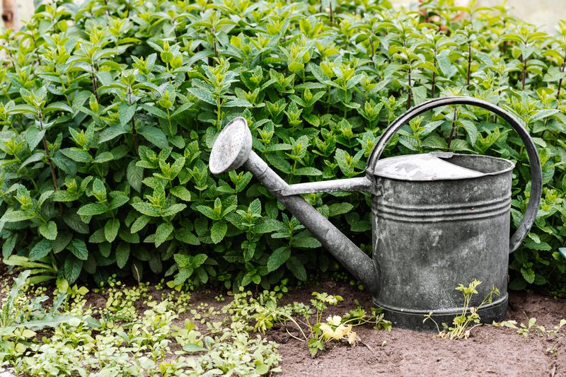 Water Deeply To Help Plants Recover