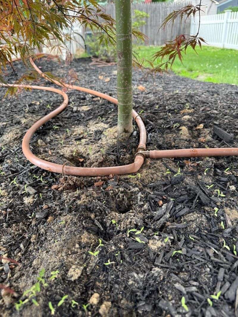 Water Deeply To Support Root Health Before Fall Water Deeply To Support Root Health Before Fall