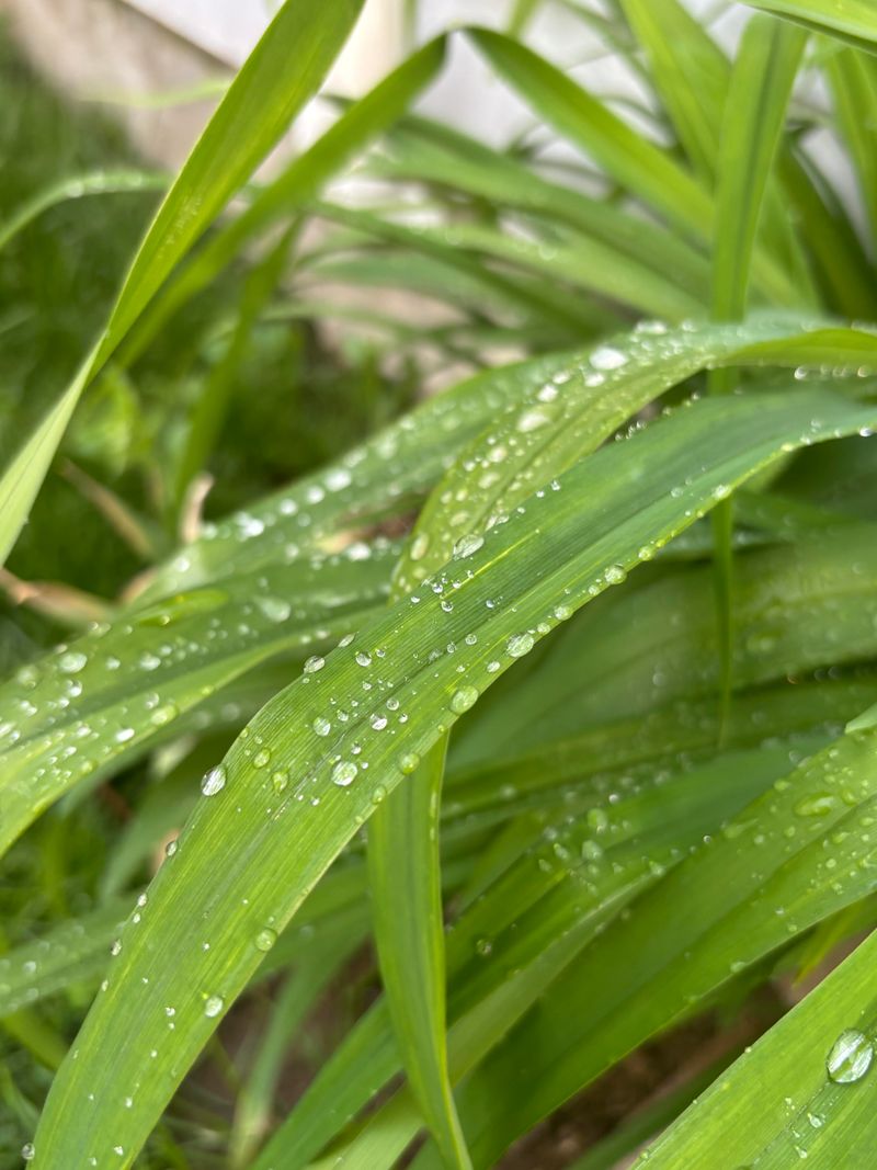 Water Deeply To Support Root Recovery Water Deeply To Support Root Recovery