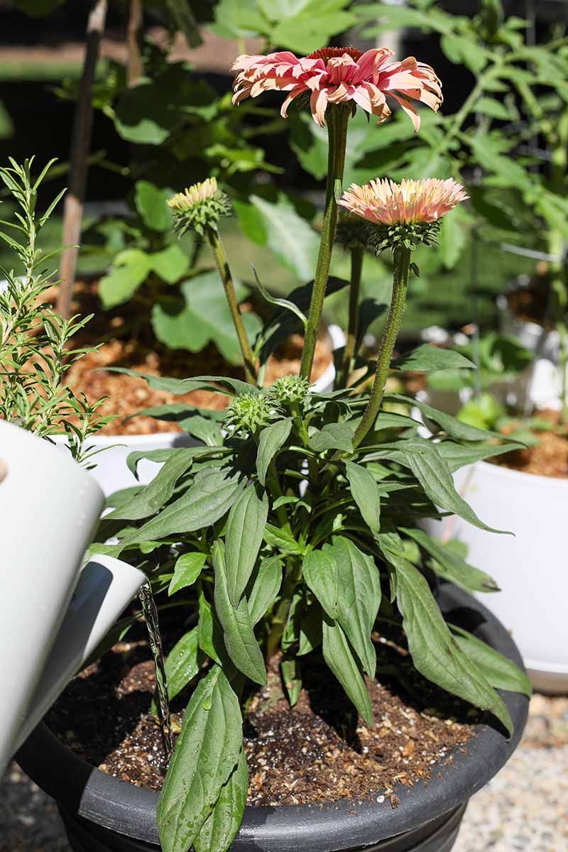 Water During Dry Spells While Leaves Stay Green