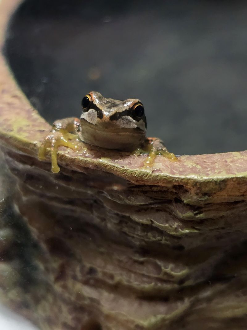 Water Early So Cool Refuge Areas Last Longer