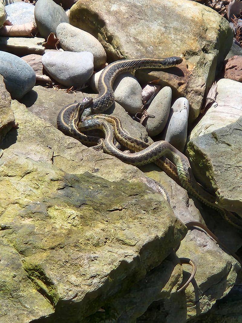 Water Features Can Bring Garter Snakes Closer