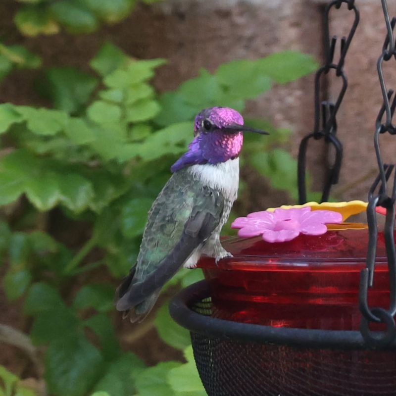 Water Features Can Offer A Place To Bathe