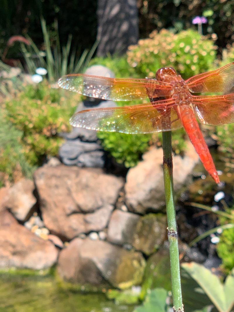 Water Features That Attract Dragonflies Fast Water Features That Attract Dragonflies Fast