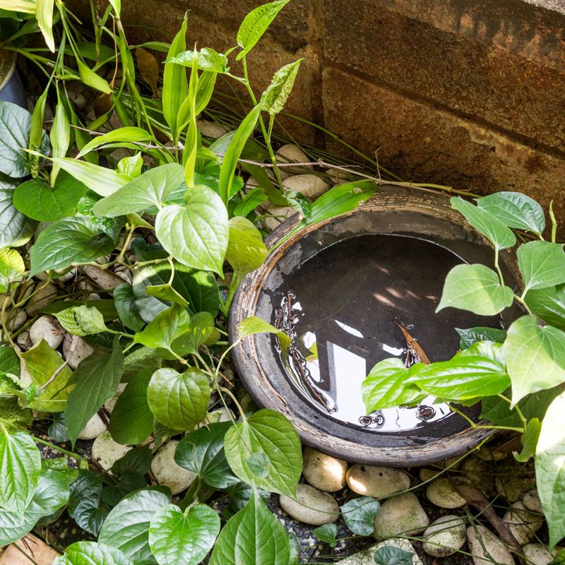 Water-Filled Saucers Make The Problem Worse