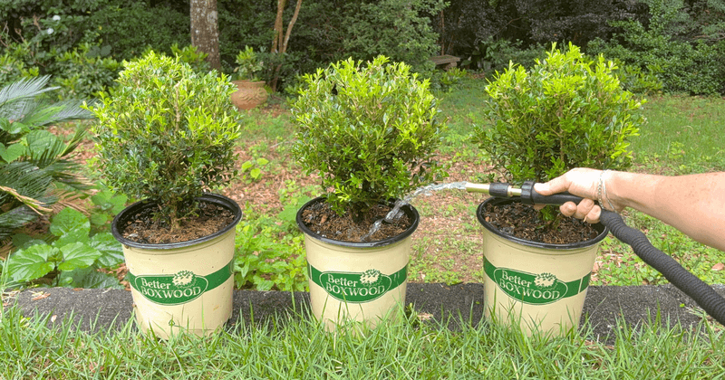 Water Heat-Stressed Roots And Let Them Recover