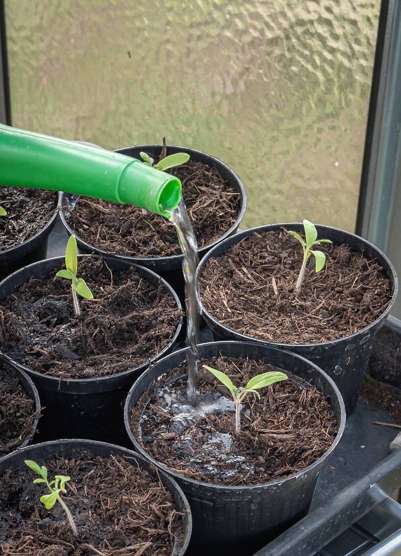 Water Just Enough To Keep The Soil Evenly Moist