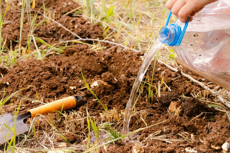 Water Lightly Around Mounds To Trigger Activity
