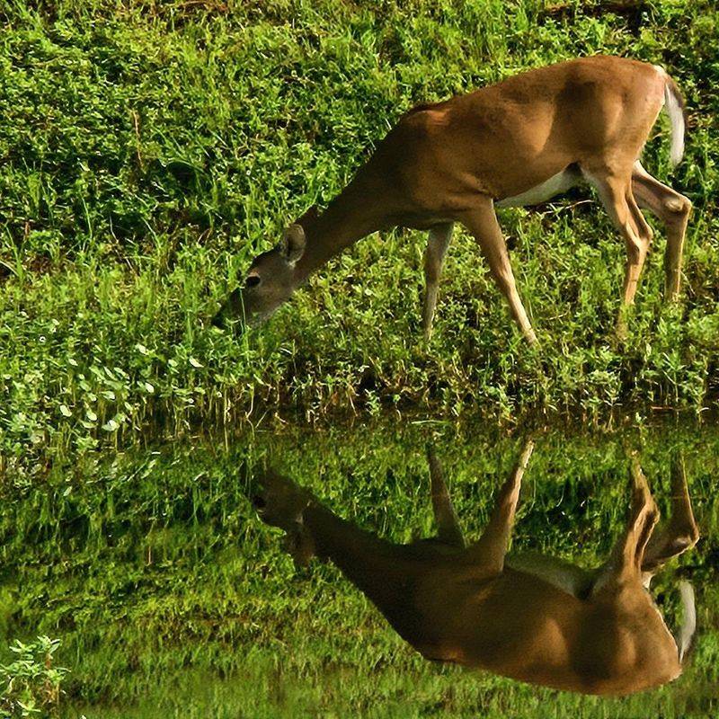 Water May Be Drawing Them In