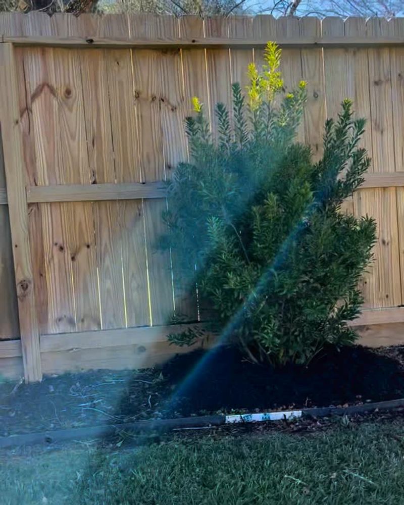 Water New Plants Deeply While They Establish
