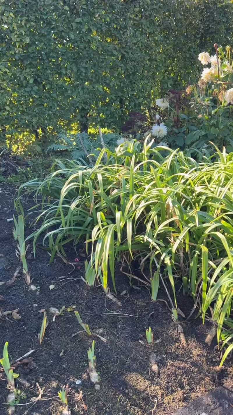 Water New Plants Deeply Water New Plants Deeply
