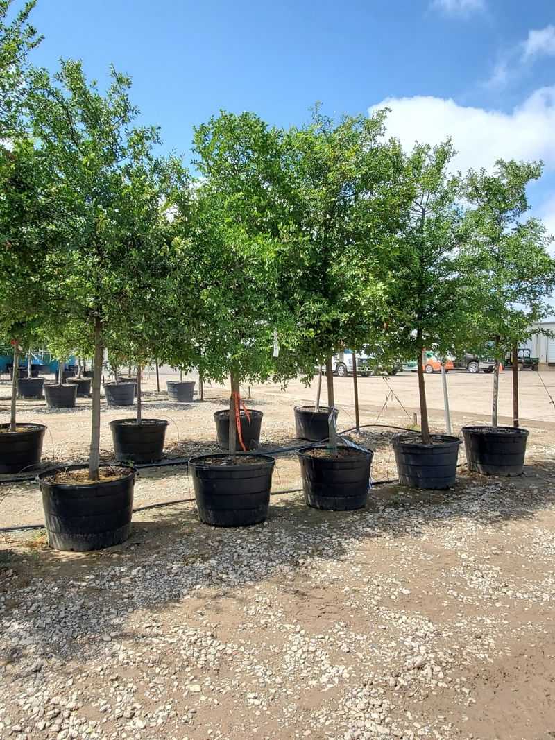 Water New Trees Differently Than Established Trees