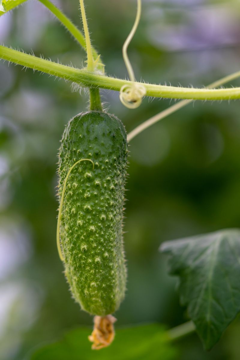 Water On A Steady Schedule As Fruit Sets Water On A Steady Schedule As Fruit Sets
