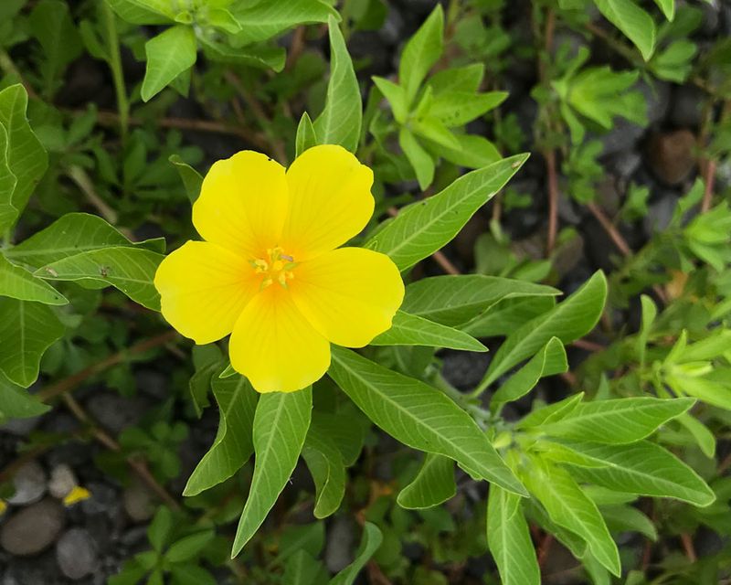 Water Primrose Is Prohibited Water Primrose Is Prohibited