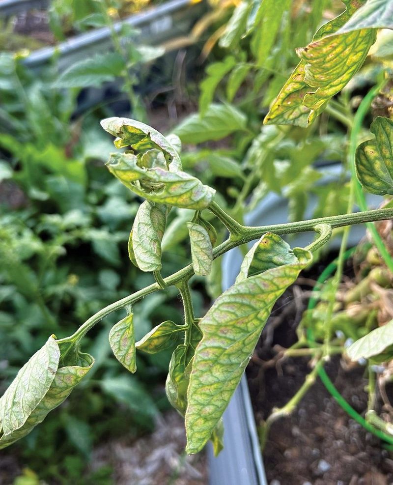 Water Soil And Keep Leaves Dry Water Soil And Keep Leaves Dry