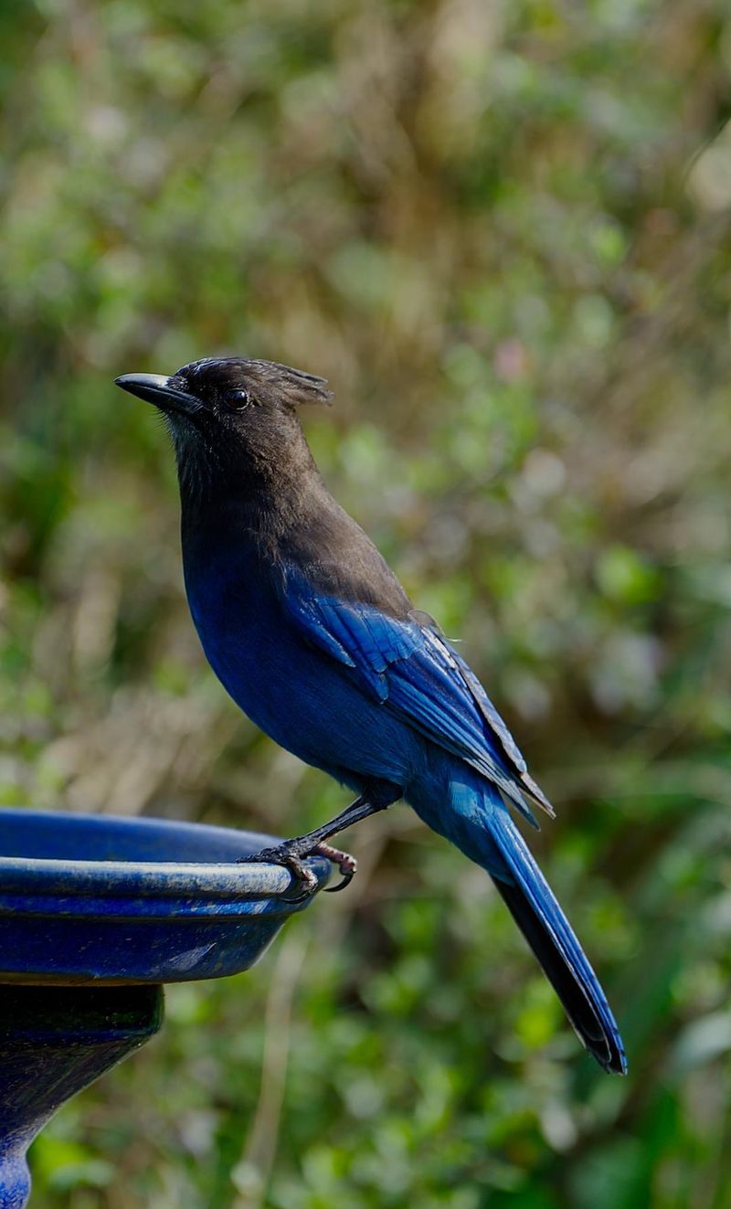 Water Sources Matter More During Dry Weather